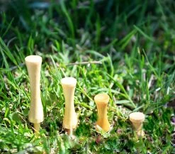 Pride Sports Wood Golf Step-Tees 3.25 X 25 Count